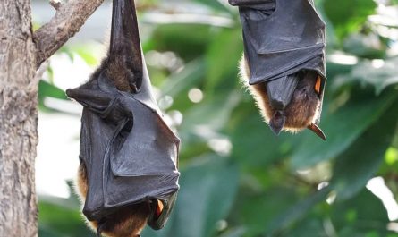25 symbolic meanings of dreaming about bats