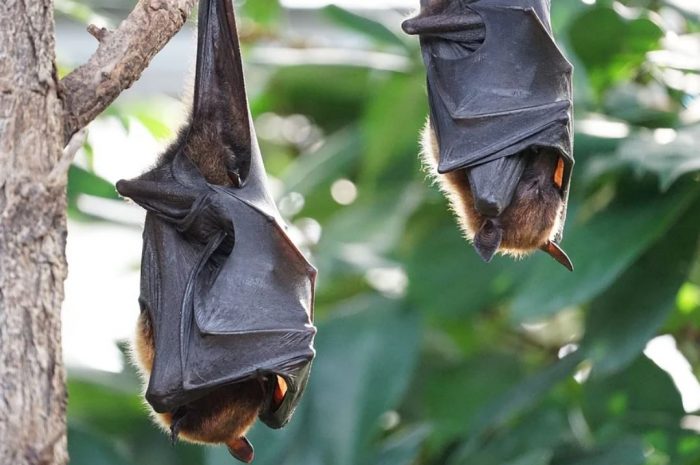 25 symbolic meanings of dreaming about bats