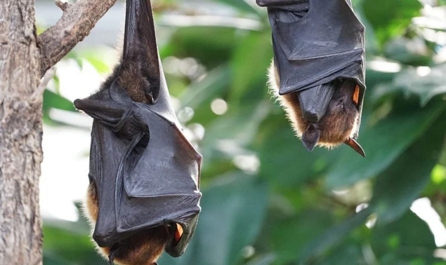 25 symbolic meanings of dreaming about bats