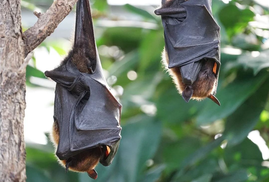 25 symbolic meanings of dreaming about bats