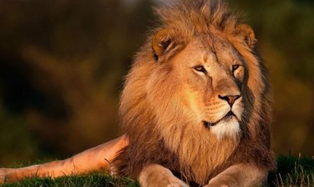 27 symbolic meanings of dreaming about lions
