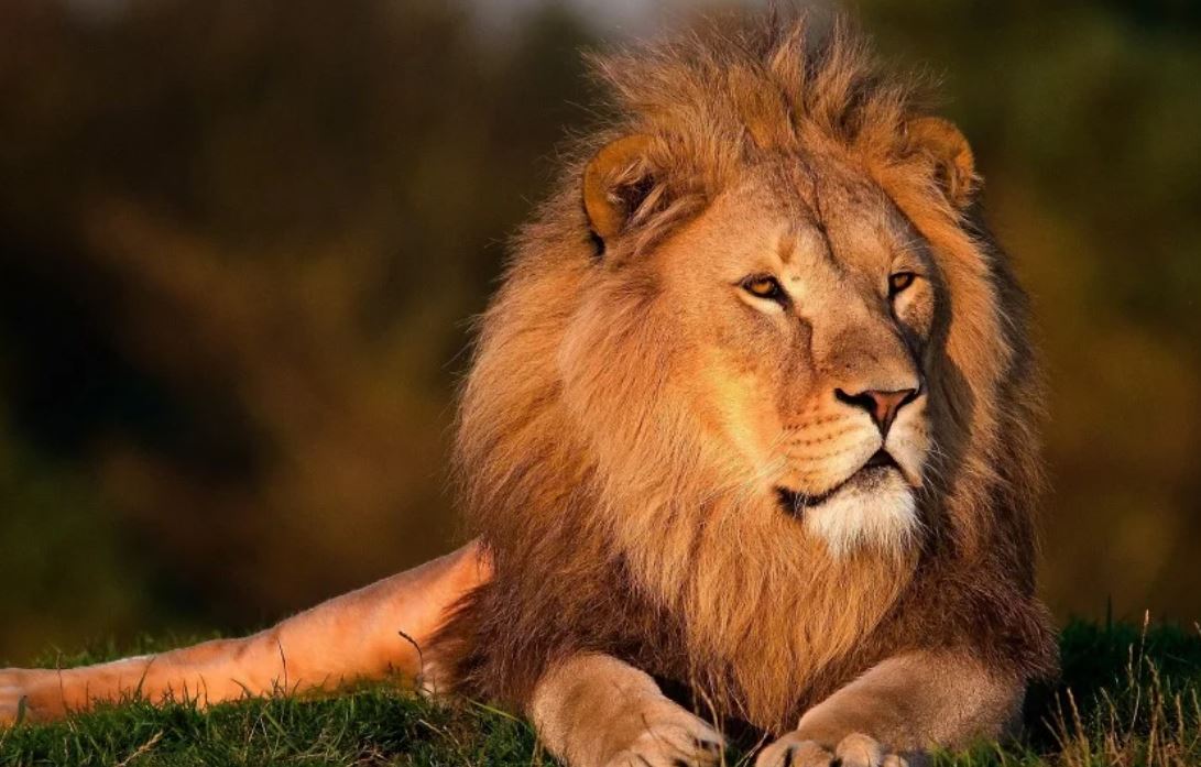 27 symbolic meanings of dreaming about lions