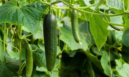 20 symbolic meanings of dreaming about picking cucumbers