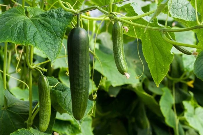 20 symbolic meanings of dreaming about picking cucumbers