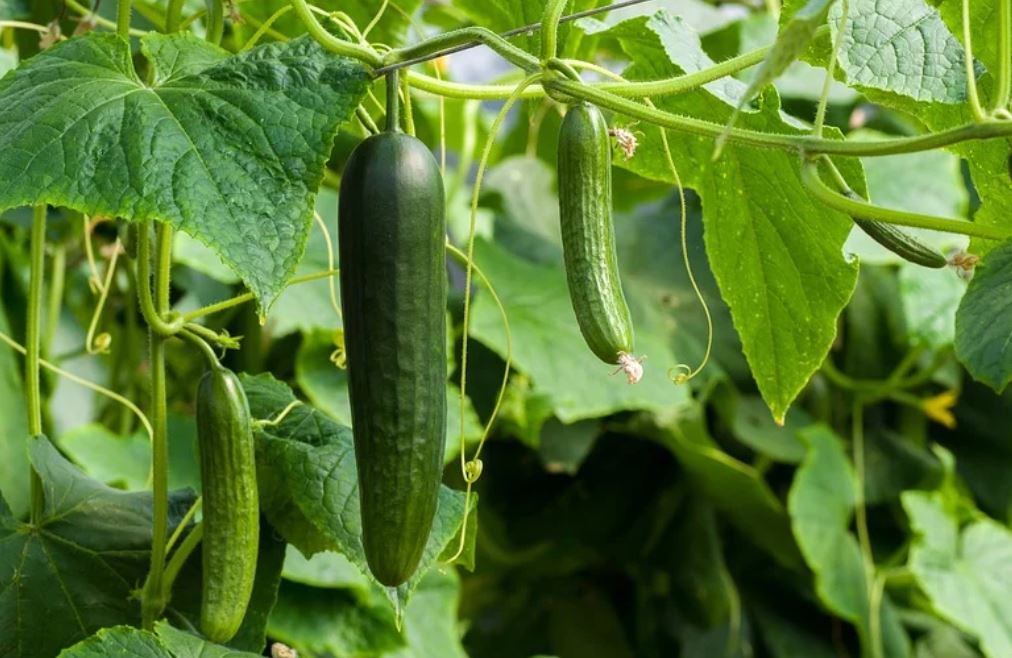 20 symbolic meanings of dreaming about picking cucumbers
