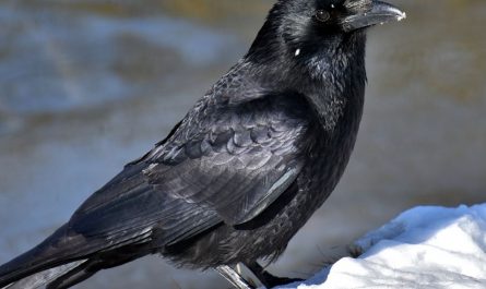 14 Symbolic Meanings of Dreaming of Crows