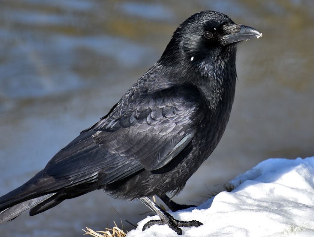 14 Symbolic Meanings of Dreaming of Crows