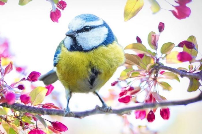 14 Symbolic Meanings of Dreaming of Birds Flying