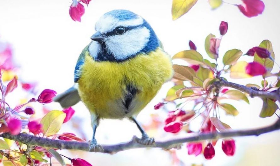14 Symbolic Meanings of Dreaming of Birds Flying
