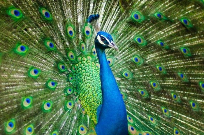 22 symbolic meanings of dreaming about peacocks