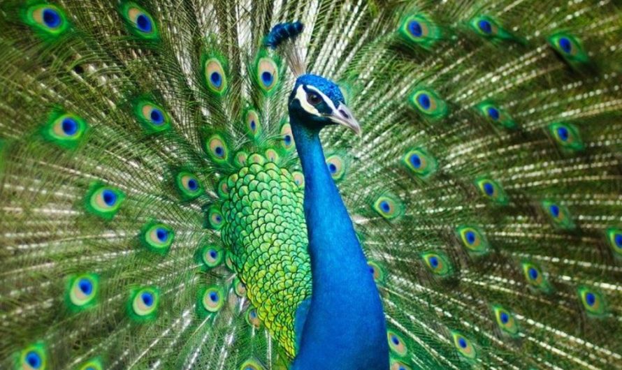 22 symbolic meanings of dreaming about peacocks