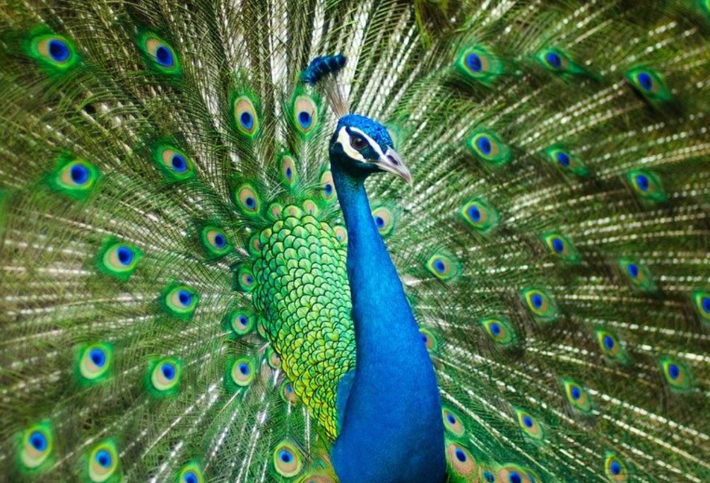 22 symbolic meanings of dreaming about peacocks
