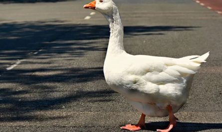 14 Symbolic Meanings of Dreaming of Geese