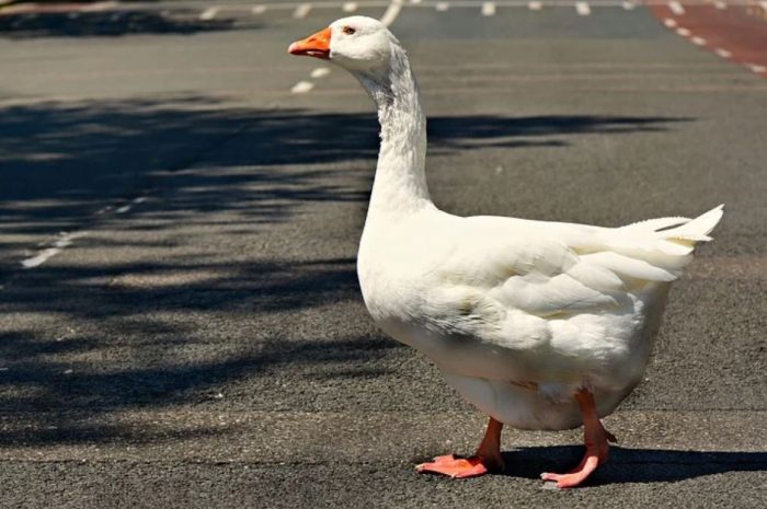 14 Symbolic Meanings of Dreaming of Geese