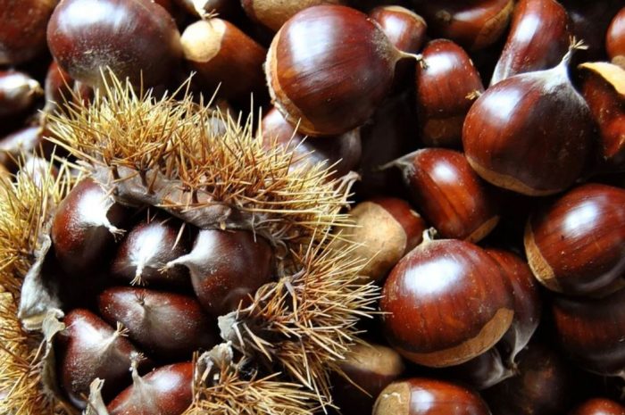 17 Symbolic Meanings of Dreaming About Chestnuts