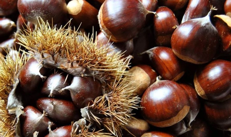 17 Symbolic Meanings of Dreaming About Chestnuts