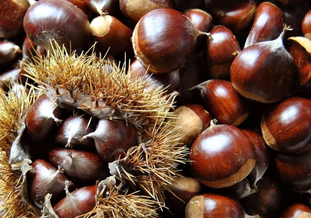 17 Symbolic Meanings of Dreaming About Chestnuts