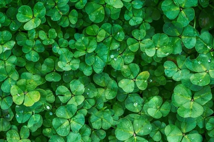 15 symbolic meanings of dreaming about clover