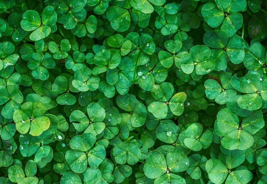 15 symbolic meanings of dreaming about clover