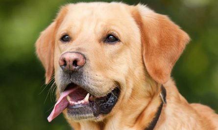 30 symbolic meanings of dreaming about a dog