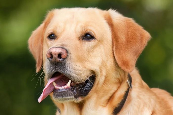 30 symbolic meanings of dreaming about a dog