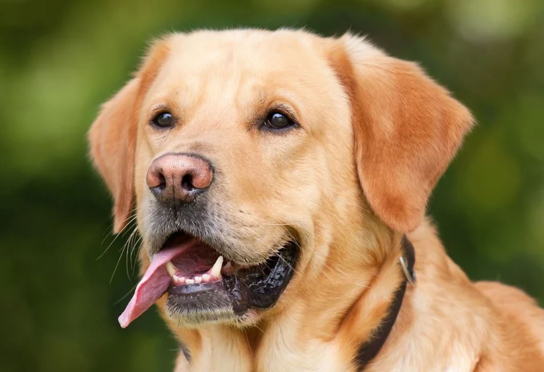 30 symbolic meanings of dreaming about a dog