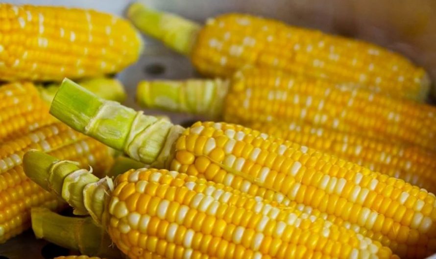 18 symbolic meanings of dreaming about unharvested corn