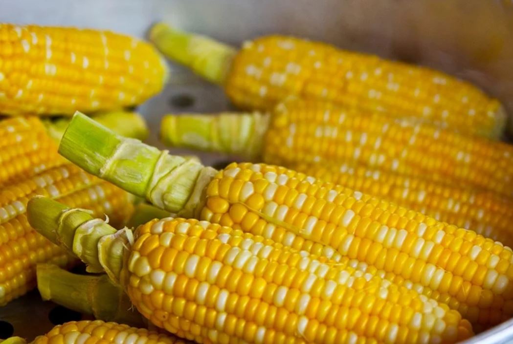 18 symbolic meanings of dreaming about unharvested corn