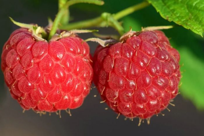 23 symbolic meanings of dreaming about raspberries