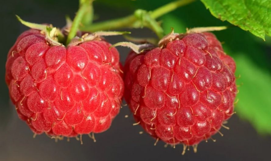 23 symbolic meanings of dreaming about raspberries