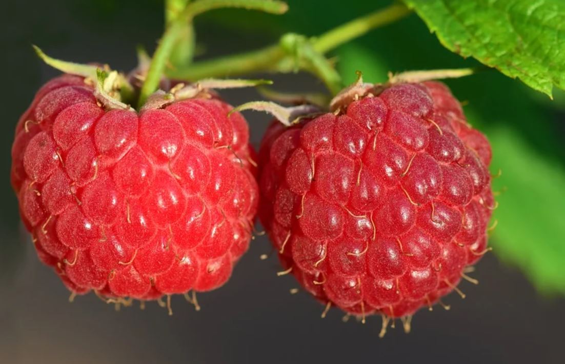 23 symbolic meanings of dreaming about raspberries