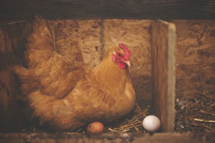24 symbolic meanings of dreaming about a hen