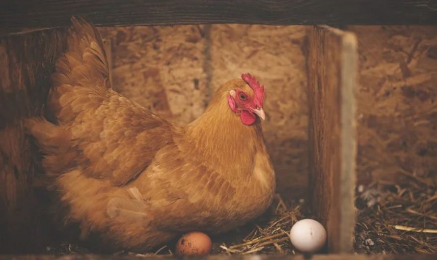 24 symbolic meanings of dreaming about a hen