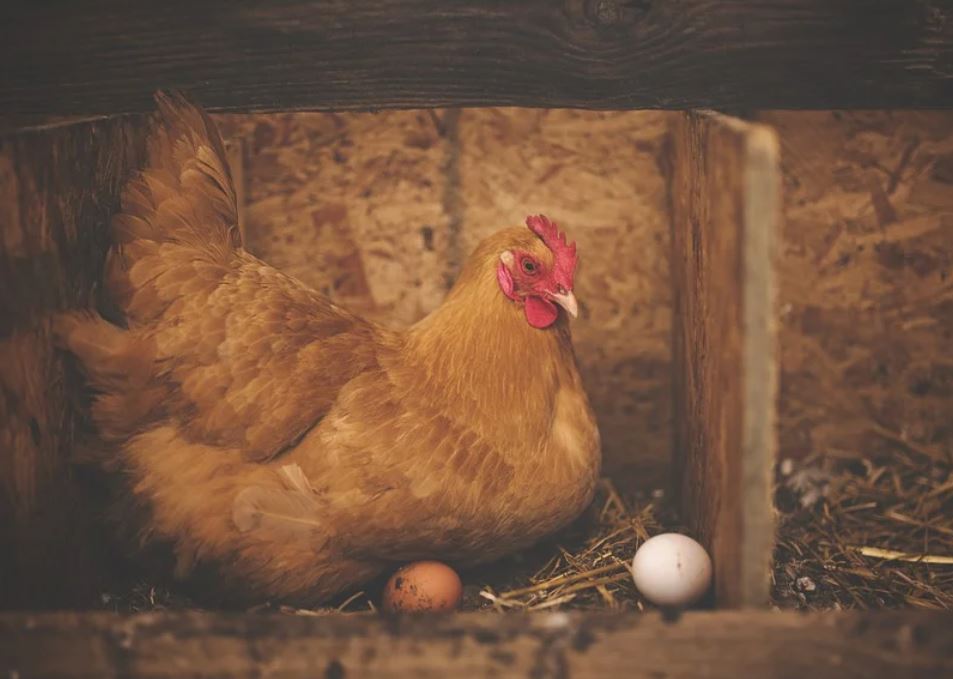 24 symbolic meanings of dreaming about a hen