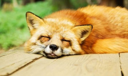 25 symbolic meanings of dreaming about sleeping outdoors