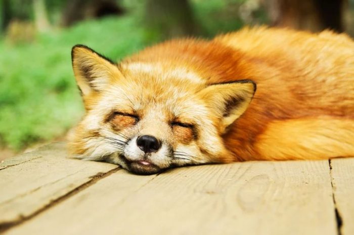 25 symbolic meanings of dreaming about sleeping outdoors