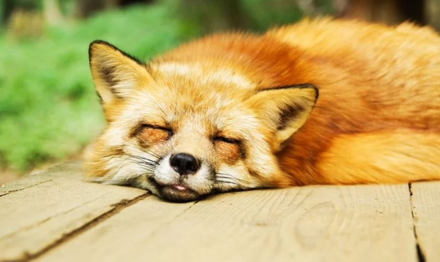 25 symbolic meanings of dreaming about sleeping outdoors