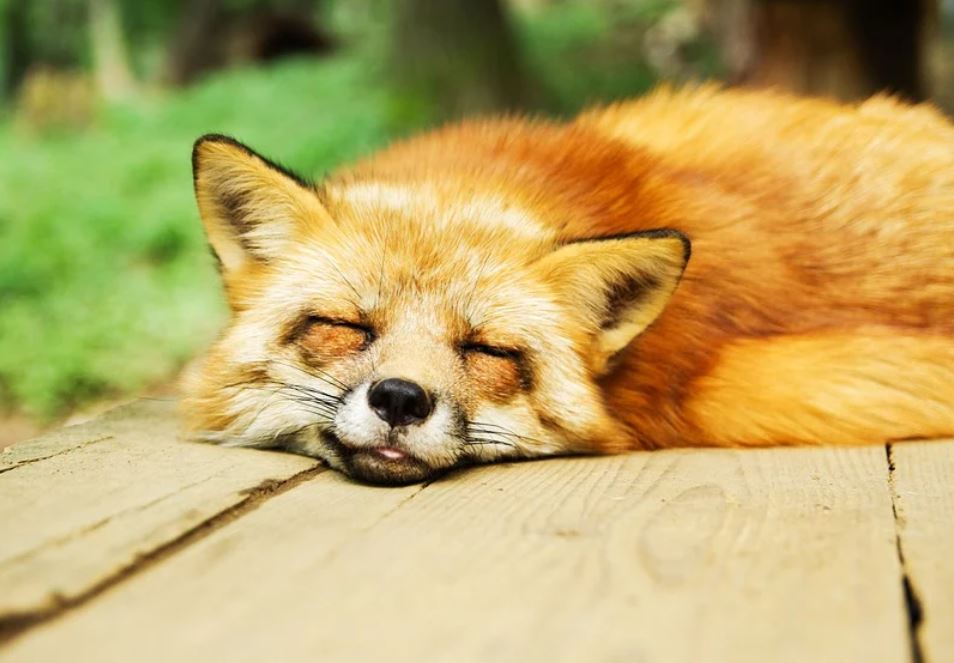 25 symbolic meanings of dreaming about sleeping outdoors