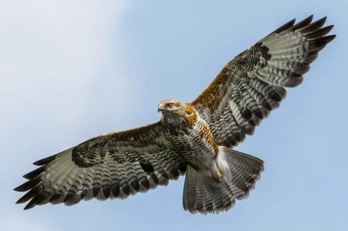 24 symbolic meanings of dreaming about an eagle