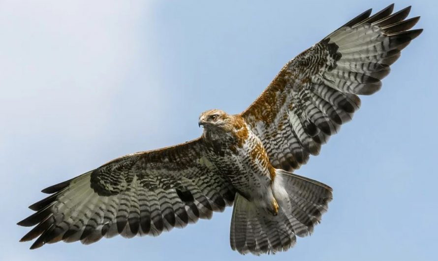 24 symbolic meanings of dreaming about an eagle