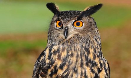 26 symbolic meanings of dreaming about owls
