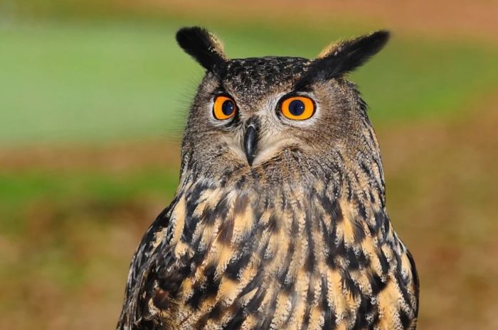 26 symbolic meanings of dreaming about owls