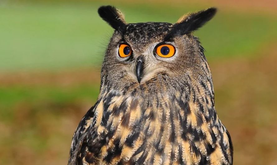 26 symbolic meanings of dreaming about owls