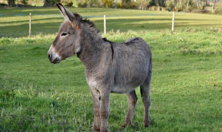 24 symbolic meanings of dreaming about riding a donkey