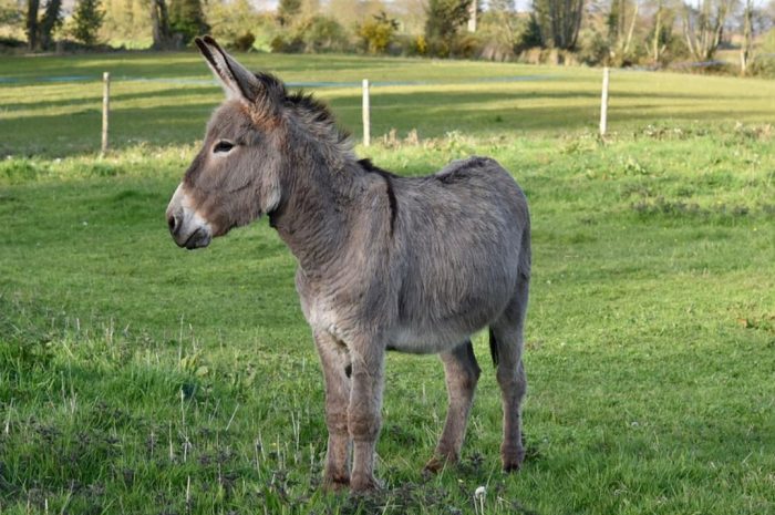 24 symbolic meanings of dreaming about riding a donkey