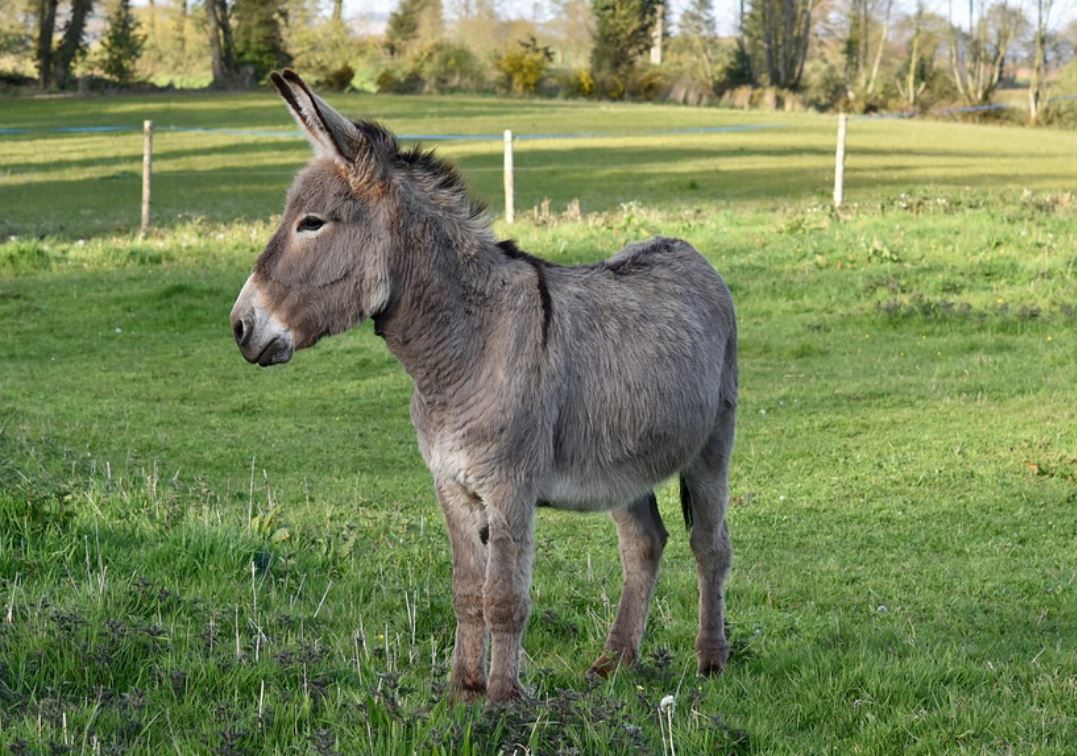 24 symbolic meanings of dreaming about riding a donkey
