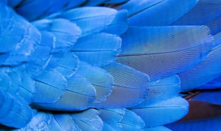 31 symbolic meanings of dreaming about feathers