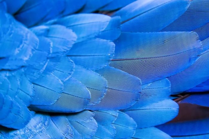 31 symbolic meanings of dreaming about feathers