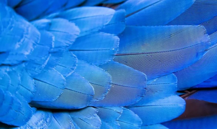 31 symbolic meanings of dreaming about feathers