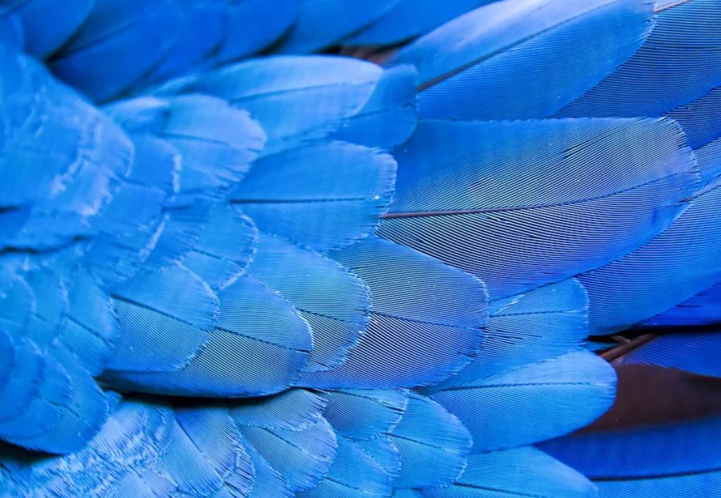 31 symbolic meanings of dreaming about feathers